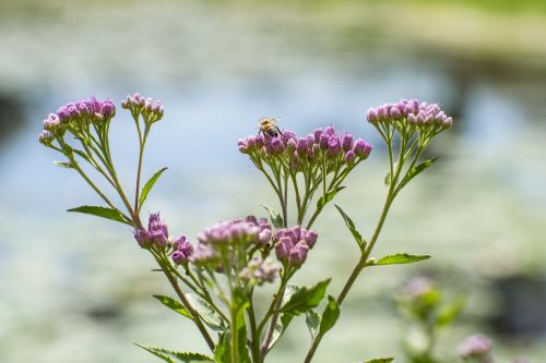 bee flower nature