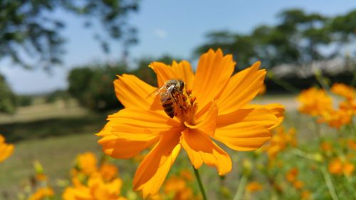 bee african bee flower
