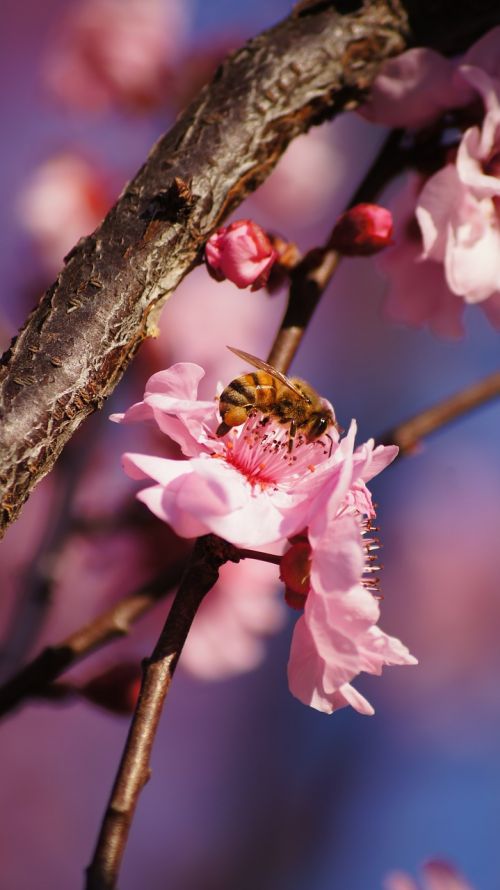 bee pink flower bokeh