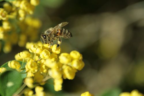 bee tree summer