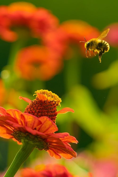 bee flower nature