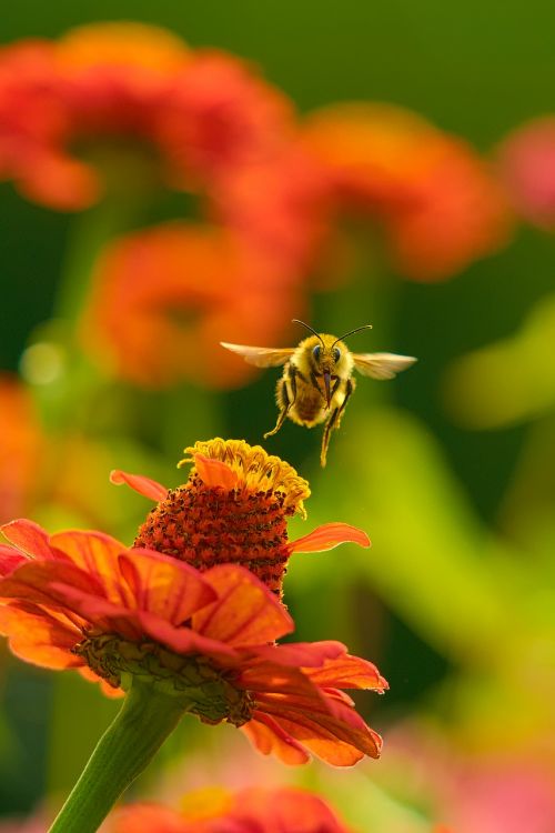 bee flower nature