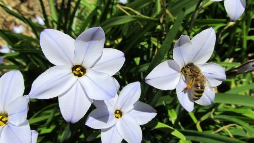 bee on mauve