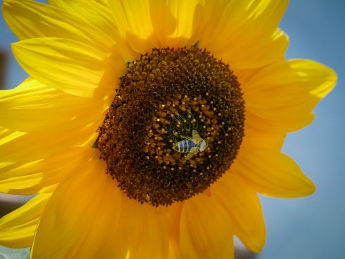 bee sun flower close