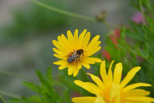 bee insect yellow flower