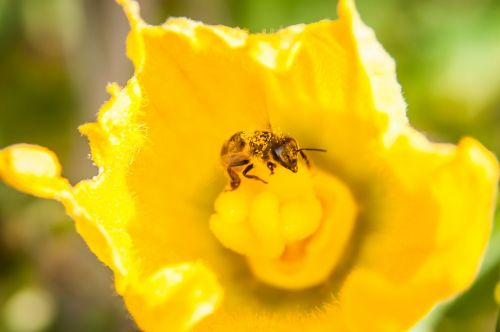 bee yellow pollen
