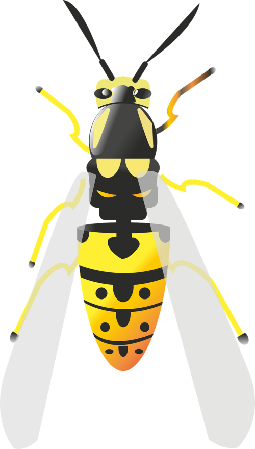 bee babu insect