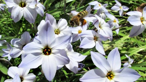 bee flying over flowers pollen