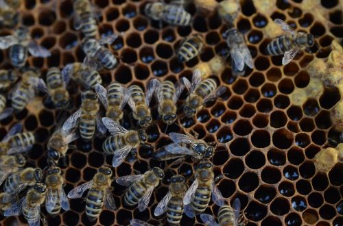 bee honey hive