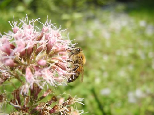 bee animal forage