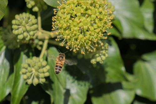 bee nature pollination