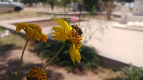 bee flower wild