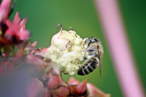 bee animals insect