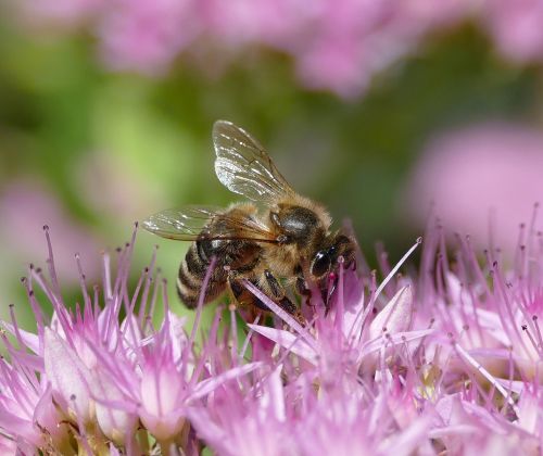 bee insect apis mellifica