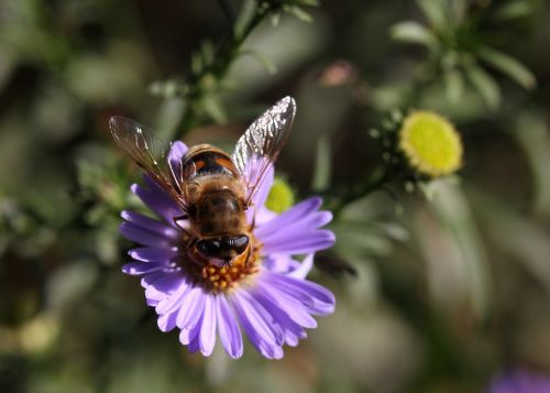 bee flower mov