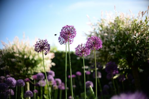 bee flower plant