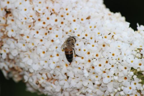 bee spring insect