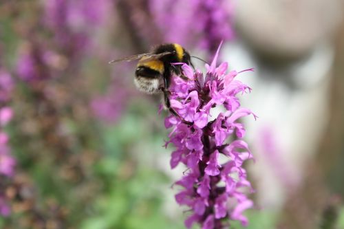 bee summer pollination