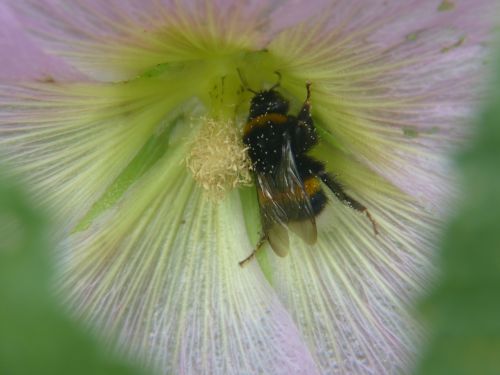 bee flower blossom