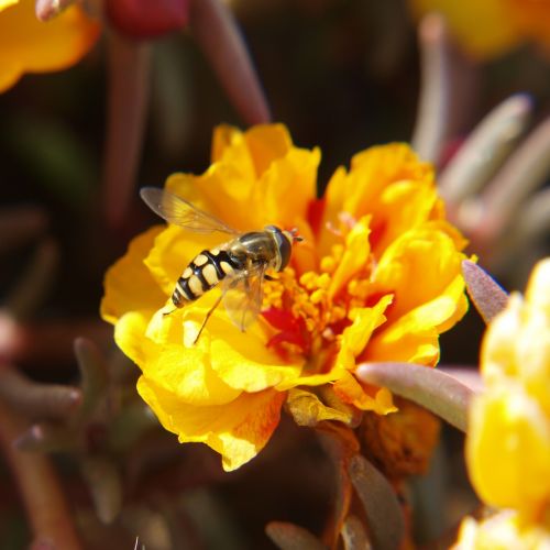 bee sucking pollen