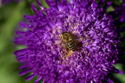 bee flowers wings