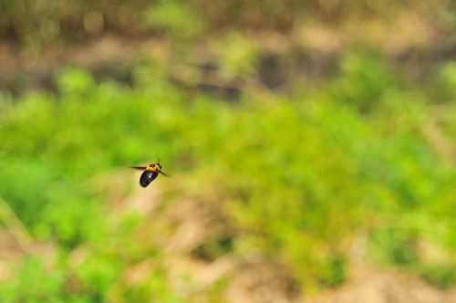 bee fly spring