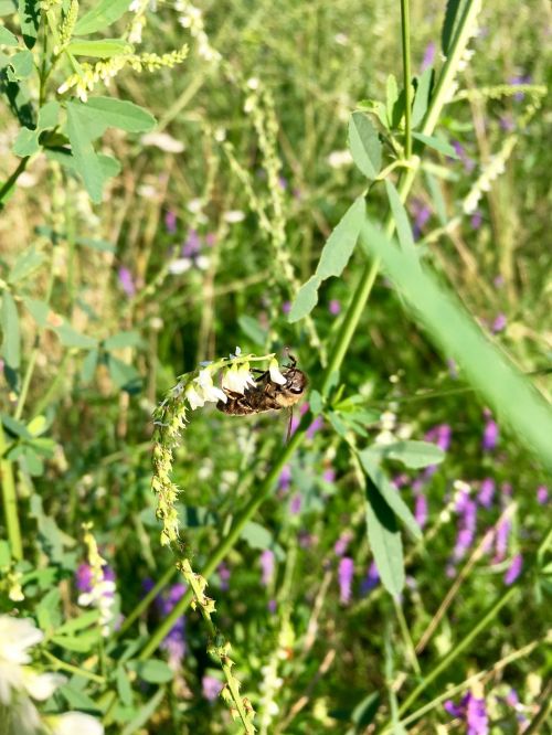 bee nature flower