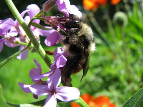 bee pollination macro