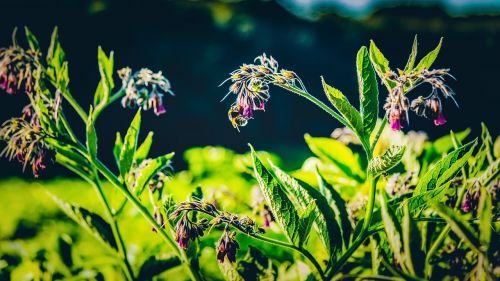 bee flower honey