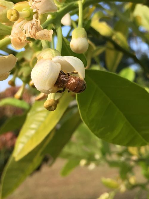 bee citrus flower
