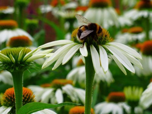 bee pollination flower