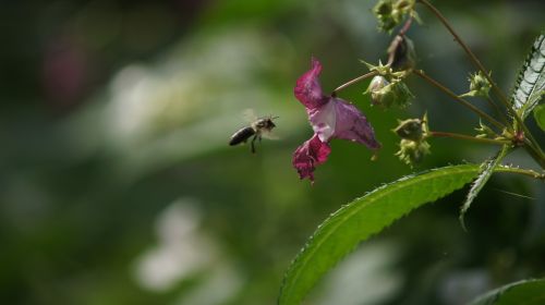 bee pink flower insect