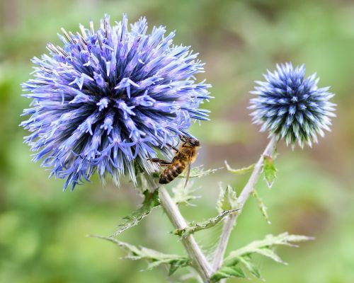bee thistle blue