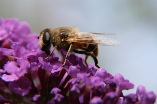 bee flower nature