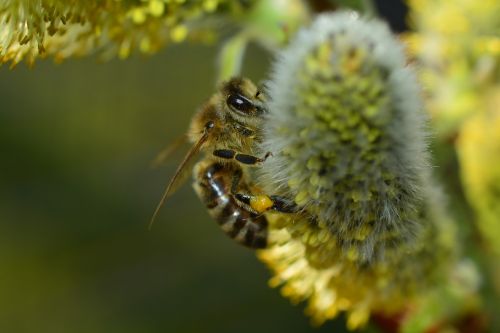 bee honey bee flower