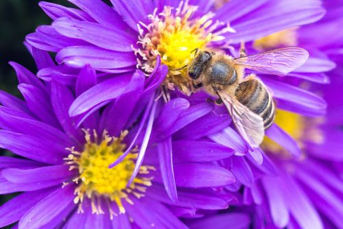 bee flowers macro