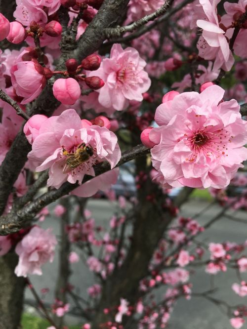 bee spring cherry