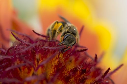 bee nature macro