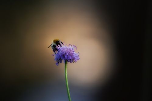 bee flower insect