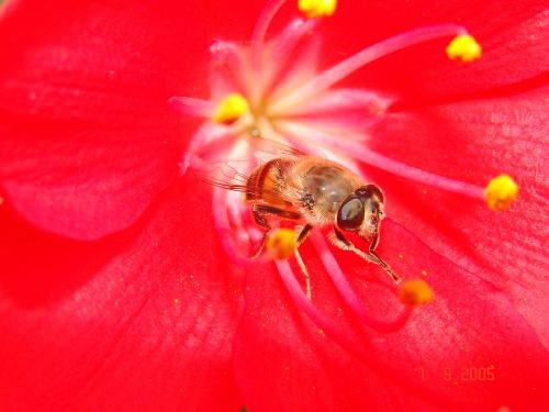 bee flower red
