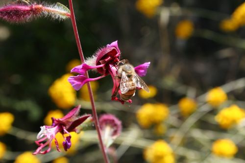 bee flower purple