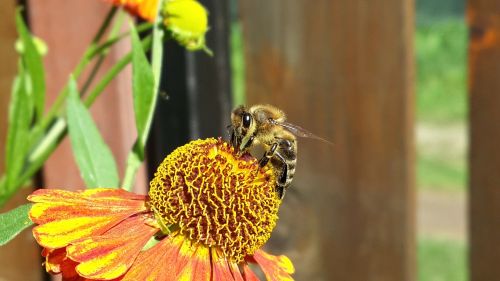 bee summer flowers