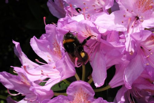 bee nature garden