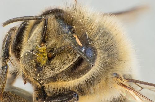bee wild bee pollen