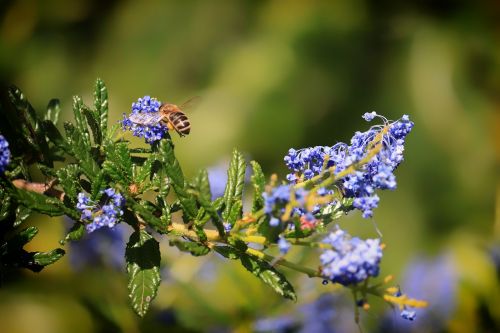 bee flower nature