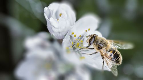 bee macro spring