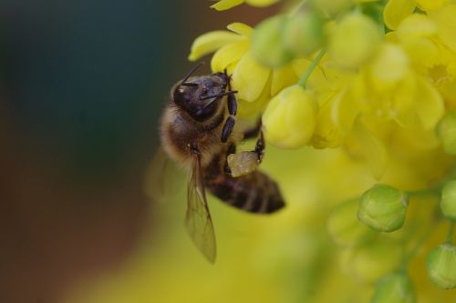 bee blossom bloom