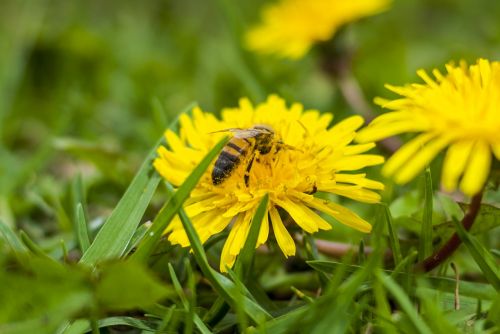 bee nature flower