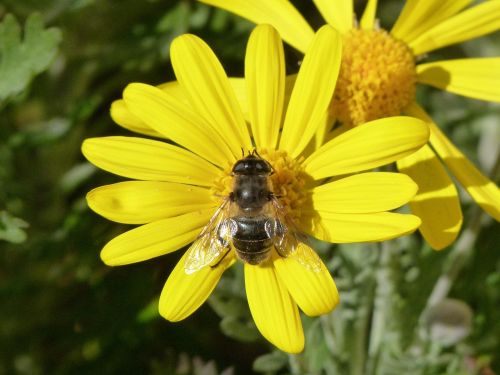 bee libar flower
