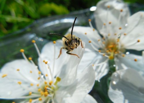 bee flowers spring